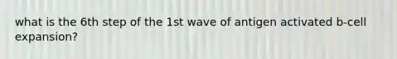 what is the 6th step of the 1st wave of antigen activated b-cell expansion?