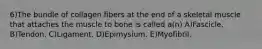 6)The bundle of collagen fibers at the end of a skeletal muscle that attaches the muscle to bone is called a(n) A)Fascicle. B)Tendon. C)Ligament. D)Epimysium. E)Myofibril.