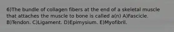 6)The bundle of collagen fibers at the end of a skeletal muscle that attaches the muscle to bone is called a(n) A)Fascicle. B)Tendon. C)Ligament. D)Epimysium. E)Myofibril.