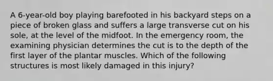 A 6-year-old boy playing barefooted in his backyard steps on a piece of broken glass and suffers a large transverse cut on his sole, at the level of the midfoot. In the emergency room, the examining physician determines the cut is to the depth of the first layer of the plantar muscles. Which of the following structures is most likely damaged in this injury?