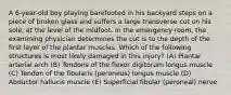 A 6-year-old boy playing barefooted in his backyard steps on a piece of broken glass and suffers a large transverse cut on his sole, at the level of the midfoot. In the emergency room, the examining physician determines the cut is to the depth of the first layer of the plantar muscles. Which of the following structures is most likely damaged in this injury? (A) Plantar arterial arch (B) Tendons of the flexor digitorum longus muscle (C) Tendon of the fibularis (peroneus) longus muscle (D) Abductor hallucis muscle (E) Superficial fibular (peroneal) nerve