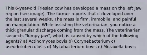 This 6-year-old Friesian cow has developed a mass on the left jaw region (see image). The farmer reports that it developed over the last several weeks. The mass is firm, immobile, and painful on manipulation. While assisting the veterinarian, you notice a thick granular discharge coming from the mass. The veterinarian suspects "lumpy jaw", which is caused by which of the following agents? a) Actinomyces bovis b) Corynebacterium c) pseudotuberculosis d) Mycobacterium bovis e) Moraxella bovis