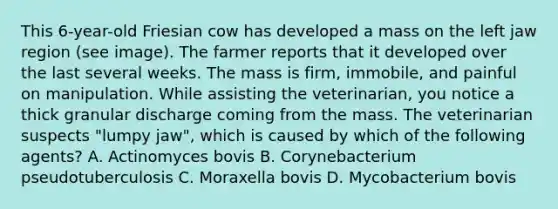 This 6-year-old Friesian cow has developed a mass on the left jaw region (see image). The farmer reports that it developed over the last several weeks. The mass is firm, immobile, and painful on manipulation. While assisting the veterinarian, you notice a thick granular discharge coming from the mass. The veterinarian suspects "lumpy jaw", which is caused by which of the following agents? A. Actinomyces bovis B. Corynebacterium pseudotuberculosis C. Moraxella bovis D. Mycobacterium bovis
