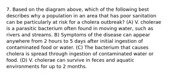 7. Based on the diagram above, which of the following best describes why a population in an area that has poor sanitation can be particularly at risk for a cholera outbreak? (A) V. cholerae is a parasitic bacterium often found in moving water, such as rivers and streams. B) Symptoms of the disease can appear anywhere from 2 hours to 5 days after initial ingestion of contaminated food or water. (C) The bacterium that causes cholera is spread through ingestion of contaminated water or food. (D) V. cholerae can survive in feces and aquatic environments for up to 2 months.