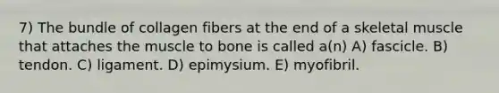 7) The bundle of collagen fibers at the end of a skeletal muscle that attaches the muscle to bone is called a(n) A) fascicle. B) tendon. C) ligament. D) epimysium. E) myofibril.