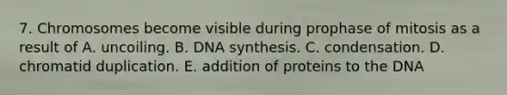 7. Chromosomes become visible during prophase of mitosis as a result of A. uncoiling. B. DNA synthesis. C. condensation. D. chromatid duplication. E. addition of proteins to the DNA