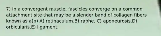 7) In a convergent muscle, fascicles converge on a common attachment site that may be a slender band of collagen fibers known as a(n) A) retinaculum.B) raphe. C) aponeurosis.D) orbicularis.E) ligament.