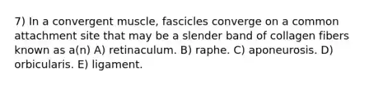 7) In a convergent muscle, fascicles converge on a common attachment site that may be a slender band of collagen fibers known as a(n) A) retinaculum. B) raphe. C) aponeurosis. D) orbicularis. E) ligament.