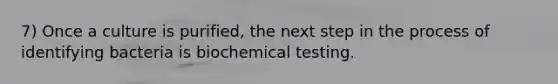 7) Once a culture is purified, the next step in the process of identifying bacteria is biochemical testing.