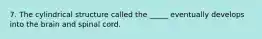 7. The cylindrical structure called the _____ eventually develops into the brain and spinal cord.