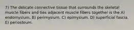 7) The delicate connective tissue that surrounds the skeletal muscle fibers and ties adjacent muscle fibers together is the A) endomysium. B) perimysium. C) epimysium. D) superficial fascia. E) periosteum.