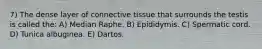 7) The dense layer of connective tissue that surrounds the testis is called the: A) Median Raphe. B) Epididymis. C) Spermatic cord. D) Tunica albuginea. E) Dartos.