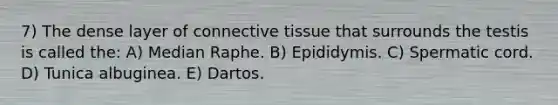 7) The dense layer of connective tissue that surrounds the testis is called the: A) Median Raphe. B) Epididymis. C) Spermatic cord. D) Tunica albuginea. E) Dartos.