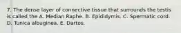 7. The dense layer of connective tissue that surrounds the testis is called the A. Median Raphe. B. Epididymis. C. Spermatic cord. D. Tunica albuginea. E. Dartos.