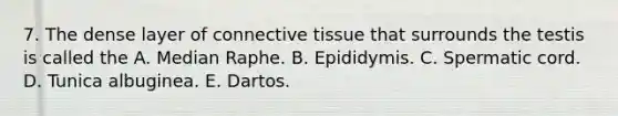 7. The dense layer of connective tissue that surrounds the testis is called the A. Median Raphe. B. Epididymis. C. Spermatic cord. D. Tunica albuginea. E. Dartos.