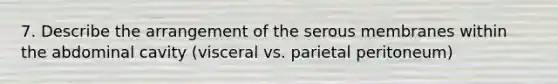 7. Describe the arrangement of the serous membranes within the abdominal cavity (visceral vs. parietal peritoneum)