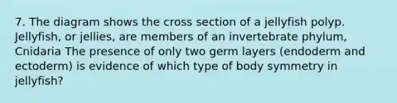 7. The diagram shows the cross section of a jellyfish polyp. Jellyfish, or jellies, are members of an invertebrate phylum, Cnidaria The presence of only two germ layers (endoderm and ectoderm) is evidence of which type of body symmetry in jellyfish?