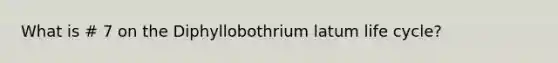 What is # 7 on the Diphyllobothrium latum life cycle?