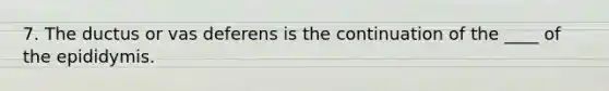7. The ductus or vas deferens is the continuation of the ____ of the epididymis.