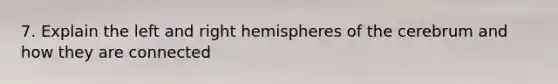 7. Explain the left and right hemispheres of the cerebrum and how they are connected