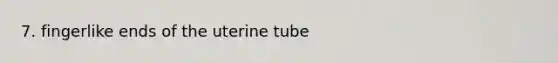 7. fingerlike ends of the uterine tube