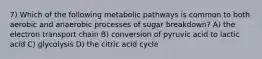 7) Which of the following metabolic pathways is common to both aerobic and anaerobic processes of sugar breakdown? A) the electron transport chain B) conversion of pyruvic acid to lactic acid C) glycolysis D) the citric acid cycle