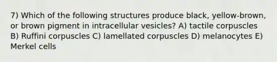 7) Which of the following structures produce black, yellow-brown, or brown pigment in intracellular vesicles? A) tactile corpuscles B) Ruffini corpuscles C) lamellated corpuscles D) melanocytes E) Merkel cells