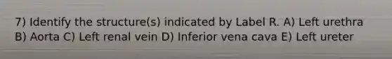 7) Identify the structure(s) indicated by Label R. A) Left urethra B) Aorta C) Left renal vein D) Inferior vena cava E) Left ureter