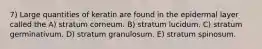 7) Large quantities of keratin are found in the epidermal layer called the A) stratum corneum. B) stratum lucidum. C) stratum germinativum. D) stratum granulosum. E) stratum spinosum.