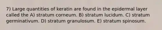 7) Large quantities of keratin are found in the epidermal layer called the A) stratum corneum. B) stratum lucidum. C) stratum germinativum. D) stratum granulosum. E) stratum spinosum.