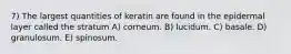 7) The largest quantities of keratin are found in the epidermal layer called the stratum A) corneum. B) lucidum. C) basale. D) granulosum. E) spinosum.