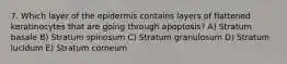 7. Which layer of the epidermis contains layers of flattened keratinocytes that are going through apoptosis? A) Stratum basale B) Stratum spinosum C) Stratum granulosum D) Stratum lucidum E) Stratum corneum