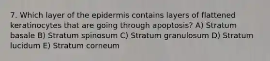 7. Which layer of the epidermis contains layers of flattened keratinocytes that are going through apoptosis? A) Stratum basale B) Stratum spinosum C) Stratum granulosum D) Stratum lucidum E) Stratum corneum