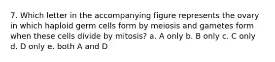 7. Which letter in the accompanying figure represents the ovary in which haploid germ cells form by meiosis and gametes form when these cells divide by mitosis? a. A only b. B only c. C only d. D only e. both A and D