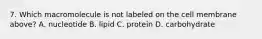 7. Which macromolecule is not labeled on the cell membrane above? A. nucleotide B. lipid C. protein D. carbohydrate