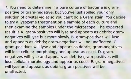 7. You need to determine if a pure culture of bacteria is gram-positive or gram-negative, but you've just spilled your only solution of crystal violet so you can't do a Gram stain. You decide to try a lysozyme treatment on a sample of each culture and then examine the samples under the microscope. The expected result is A. gram-positives will lyse and appears as debris; gram-negatives will lyse but more slowly. B. gram-positives will lyse and appears as debris; gram-negatives will be unaffected. C. gram-positives will lyse and appears as debris; gram-negatives will lose cellular morphology and appear as cocci. D. gram-negatives will lyse and appears as debris; gram-positives will lose cellular morphology and appear as cocci. E. gram-negatives will lyse and appears as debris; gram-positives will be unaffected.