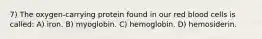 7) The oxygen-carrying protein found in our red blood cells is called: A) iron. B) myoglobin. C) hemoglobin. D) hemosiderin.