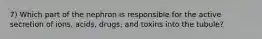 7) Which part of the nephron is responsible for the active secretion of ions, acids, drugs, and toxins into the tubule?