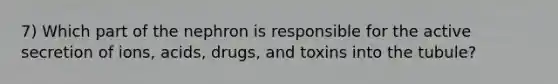 7) Which part of the nephron is responsible for the active secretion of ions, acids, drugs, and toxins into the tubule?