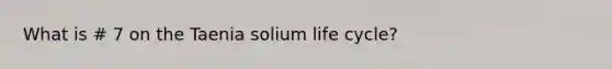 What is # 7 on the Taenia solium life cycle?