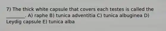 7) The thick white capsule that covers each testes is called the ________. A) raphe B) tunica adventitia C) tunica albuginea D) Leydig capsule E) tunica alba