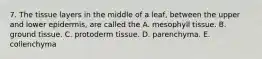 7. The tissue layers in the middle of a leaf, between the upper and lower epidermis, are called the A. mesophyll tissue. B. ground tissue. C. protoderm tissue. D. parenchyma. E. collenchyma