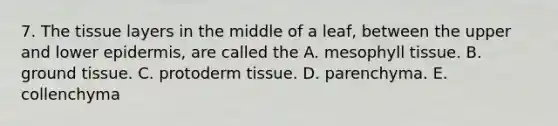 7. The tissue layers in the middle of a leaf, between the upper and lower epidermis, are called the A. mesophyll tissue. B. ground tissue. C. protoderm tissue. D. parenchyma. E. collenchyma