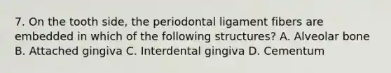 7. On the tooth side, the periodontal ligament fibers are embedded in which of the following structures? A. Alveolar bone B. Attached gingiva C. Interdental gingiva D. Cementum