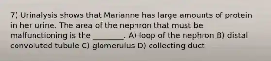 7) Urinalysis shows that Marianne has large amounts of protein in her urine. The area of the nephron that must be malfunctioning is the ________. A) loop of the nephron B) distal convoluted tubule C) glomerulus D) collecting duct