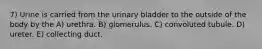 7) Urine is carried from the urinary bladder to the outside of the body by the A) urethra. B) glomerulus. C) convoluted tubule. D) ureter. E) collecting duct.