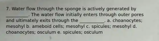 7. Water flow through the sponge is actively generated by __________. The water flow initially enters through outer pores and ultimately exits through the ___________. a. choanocytes; mesohyl b. ameboid cells; mesohyl c. spicules; mesohyl d. choanocytes; osculum e. spicules; osculum