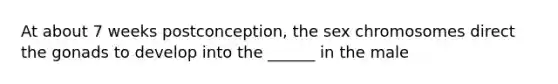 At about 7 weeks postconception, the sex chromosomes direct the gonads to develop into the ______ in the male