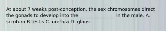 At about 7 weeks post-conception, the sex chromosomes direct the gonads to develop into the _______________ in the male. A. scrotum B testis C. urethra D. glans