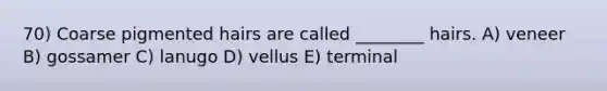 70) Coarse pigmented hairs are called ________ hairs. A) veneer B) gossamer C) lanugo D) vellus E) terminal